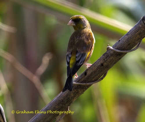 Male Oriental Greenfinch
Found in Long Valley. This species is becoming quite a scarce bird in Hong Kong.
Long Valley